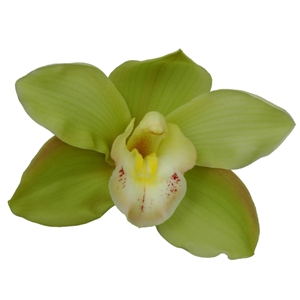 ارکیده سیمبیدیوم